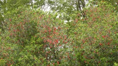 Crinodendron hookerianum