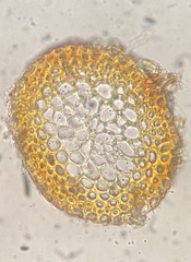 Pseudohygrohypnum eugyrium