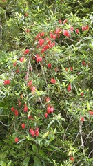 Crinodendron hookerianum