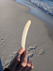 Ensis