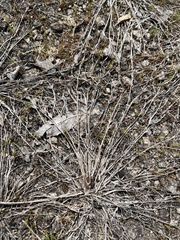 Cyperus granitophilus