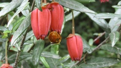 Crinodendron hookerianum