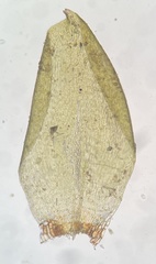 Pseudohygrohypnum eugyrium
