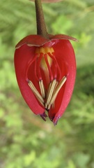 Crinodendron hookerianum