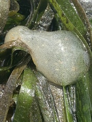 Haminoea