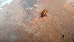 Coleoptera