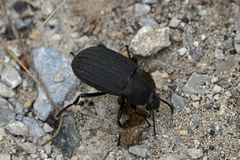 Eleodes tricostata
