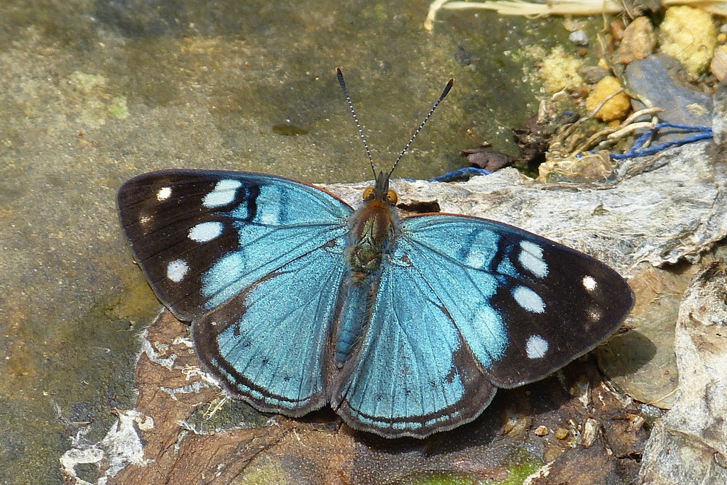 Dynamine tithia