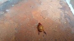 Coleoptera