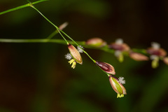 Melica uniflora