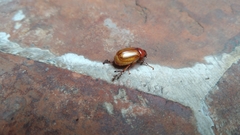 Coleoptera