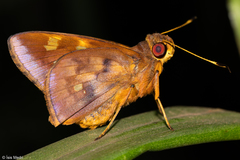 Talides alternata