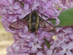 Hemaris diffinis