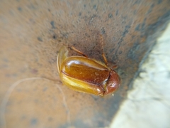 Coleoptera