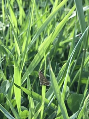 Evergestis frumentalis