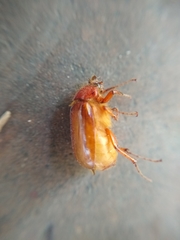 Coleoptera