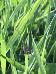 Evergestis frumentalis