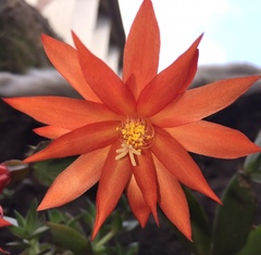 Rhipsalidopsis gaertneri