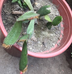 Rhipsalidopsis gaertneri