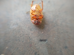 Coleoptera