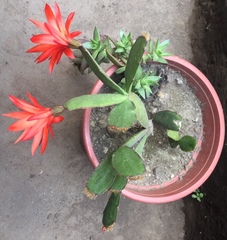 Rhipsalidopsis gaertneri