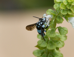 Thyreus novaehollandiae