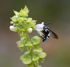 Thyreus novaehollandiae