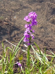 Hesperis matronalis