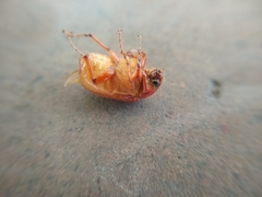 Coleoptera