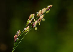 Melica uniflora