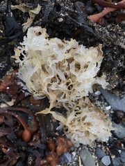 Chondrus