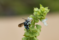 Thyreus novaehollandiae