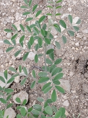 Indigofera lindheimeriana