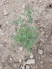 Indigofera lindheimeriana