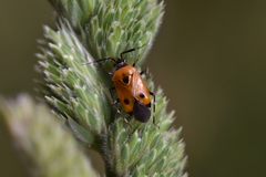 Deraeocoris punctum