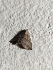 Colobochyla salicalis