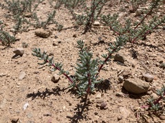 Halogeton glomeratus