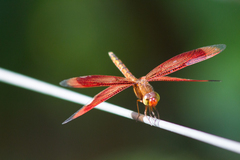 Neurothemis ramburii