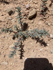 Halogeton glomeratus