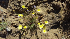 Calycoseris parryi