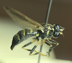 Temnostoma balyras