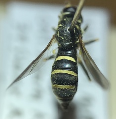 Temnostoma balyras