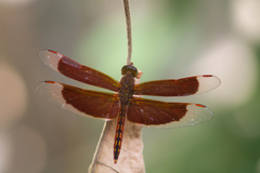 Neurothemis ramburii