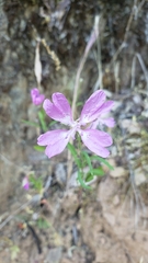Clarkia biloba brandegeeae