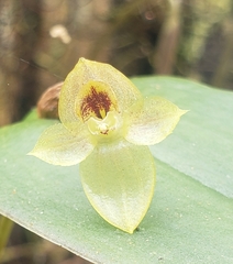 Pleurothallis epiglottis