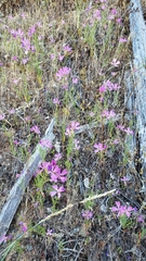 Clarkia biloba brandegeeae