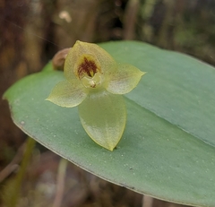 Pleurothallis epiglottis