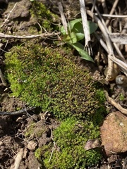 Weissia brachycarpa