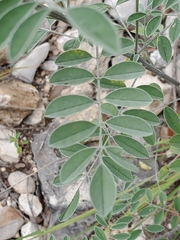 Indigofera lindheimeriana
