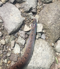 Atractus